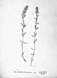 Endophyllum euphorbiae-sylvaticae image